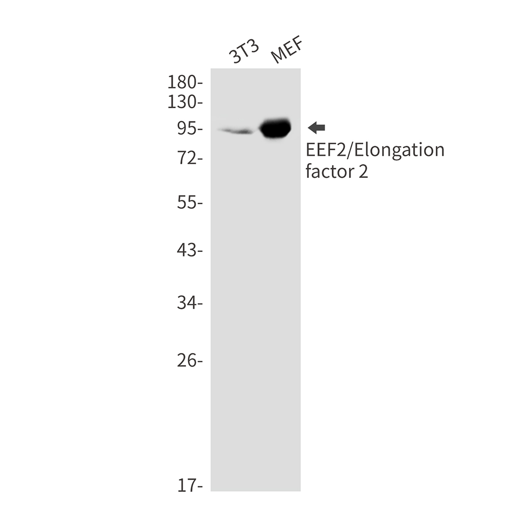 Elongation factor 2 Rabbit mAb